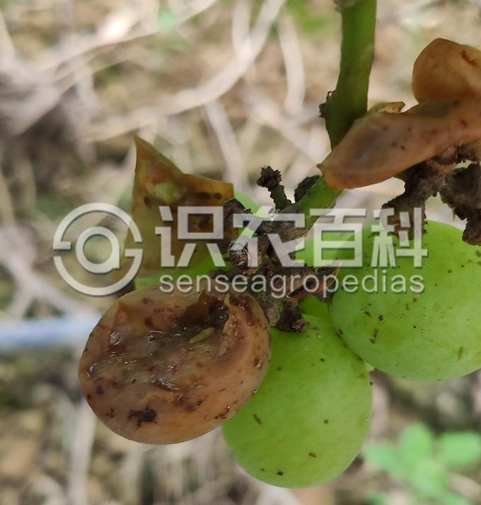 柑橘黄叶症状示例2