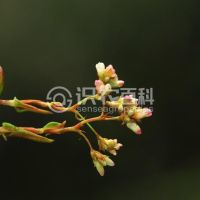 柑橘黄叶症状示例0