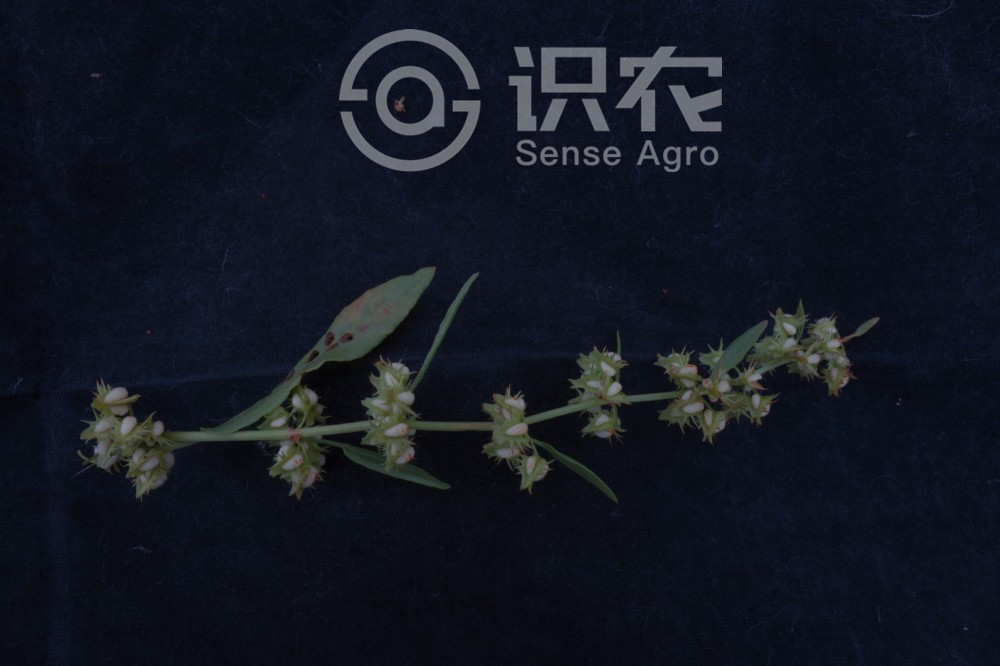 柑橘黄叶症状示例5