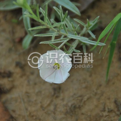 银灰旋花
