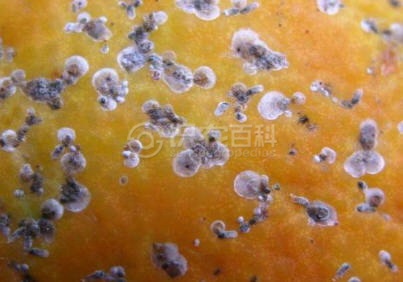 柑橘黄叶症状示例2