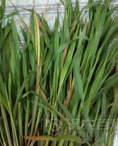 水稻细菌性褐条病