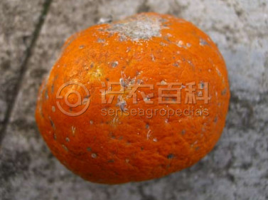 柑橘黄叶症状示例2
