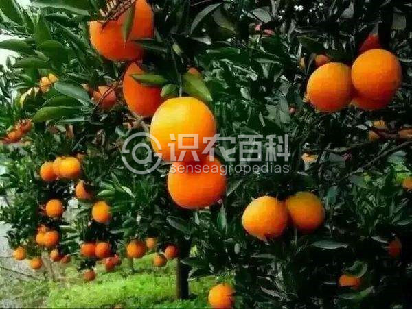 柑橘黄叶症状示例1