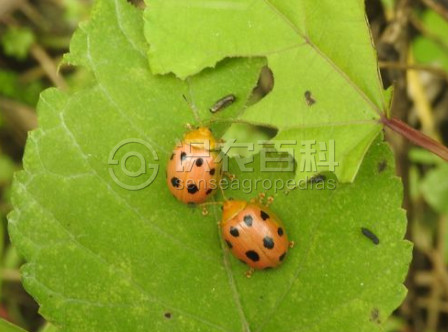 柑橘黄叶症状示例2