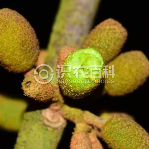 柑橘黄叶症状示例1