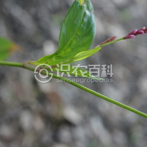 柑橘黄叶症状示例2