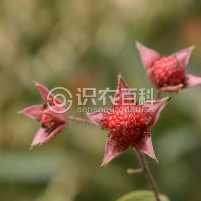 茅莓