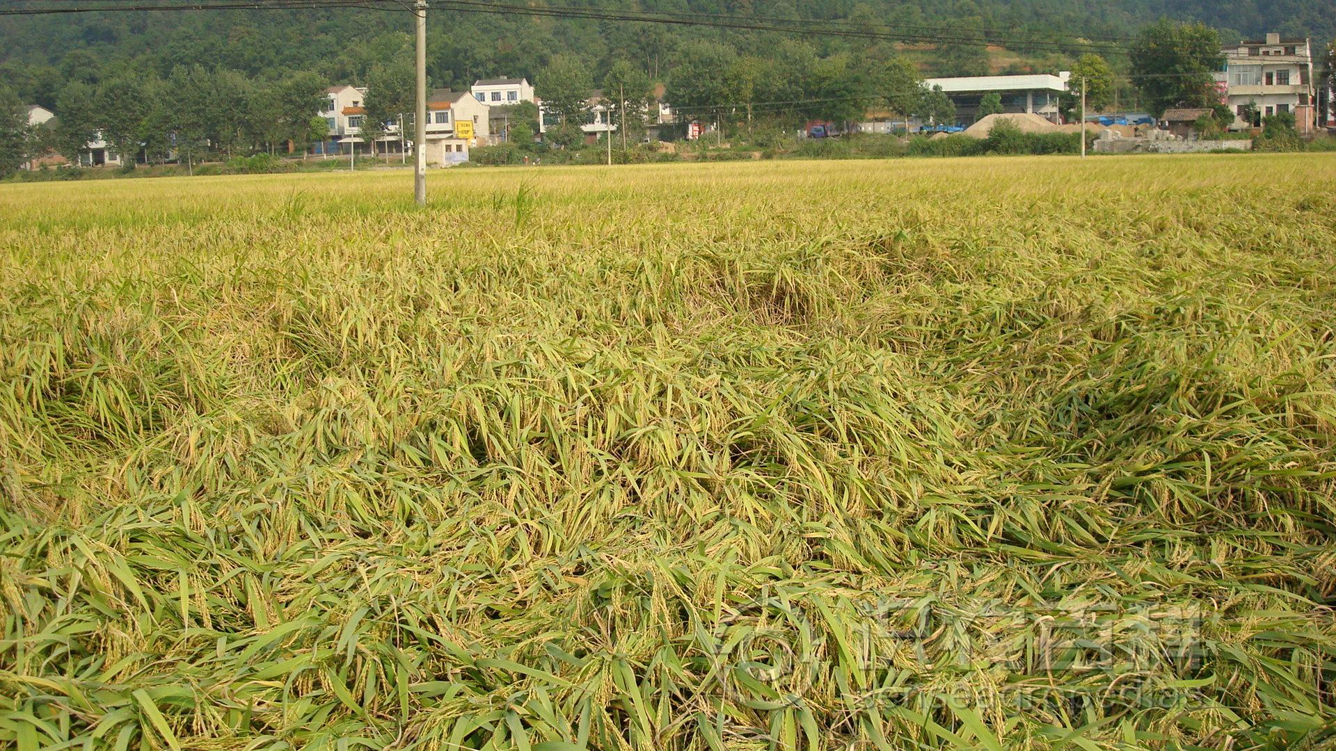 柑橘黄叶症状示例3
