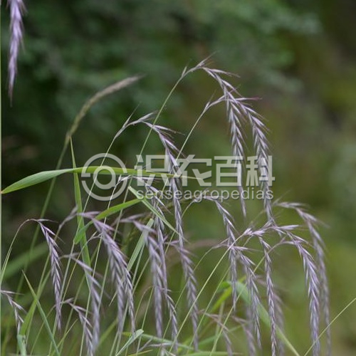 柑橘黄叶症状示例1