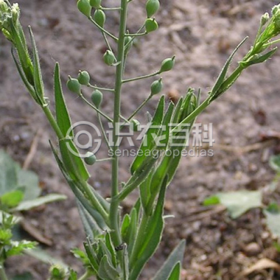 小果亚麻荠