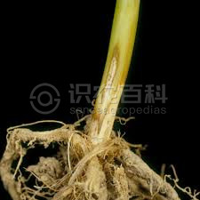 柑橘黄叶症状示例1