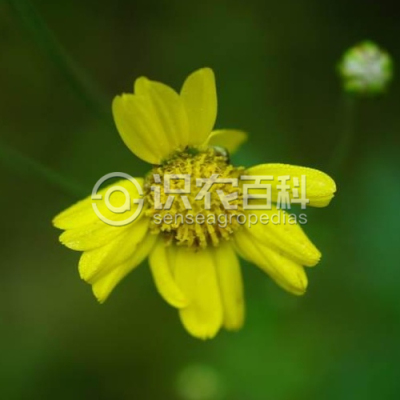 野菊