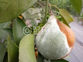柑橘黄叶症状示例0