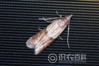 谷斑螟属
