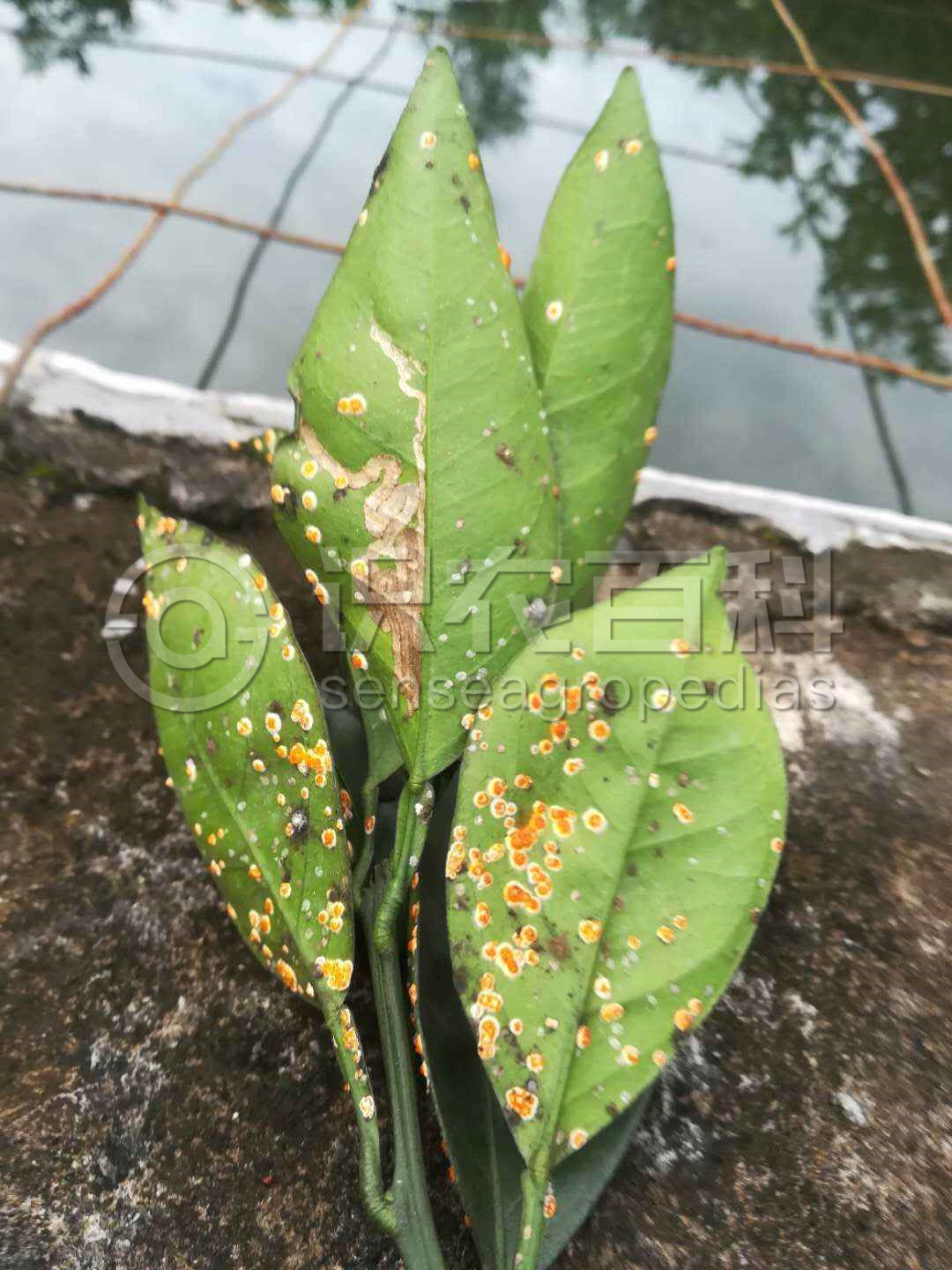 柑橘黄叶症状示例1