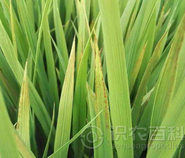 柑橘黄叶症状示例1