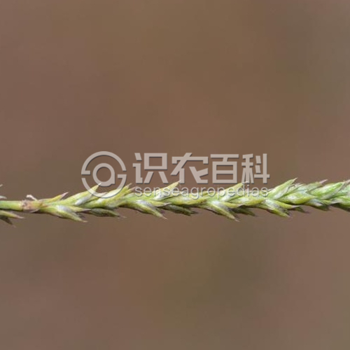 柑橘黄叶症状示例3