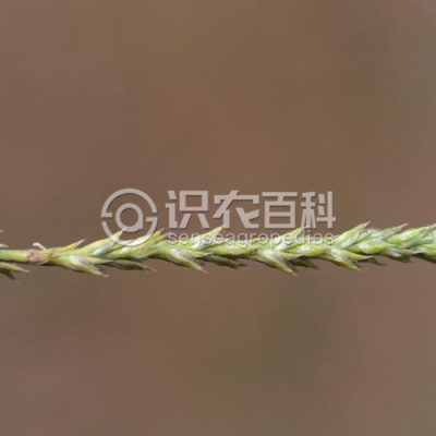 毛果绳虫实