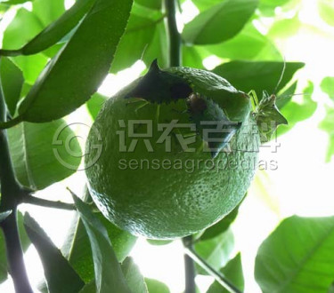 柑橘黄叶症状示例1