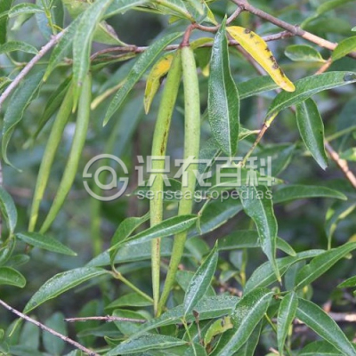 杠柳