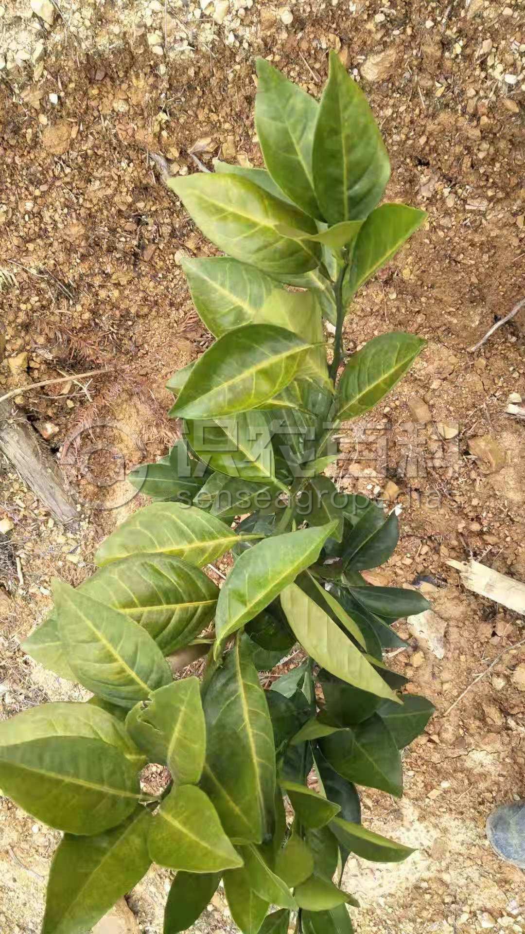 柑橘黄叶症状示例4