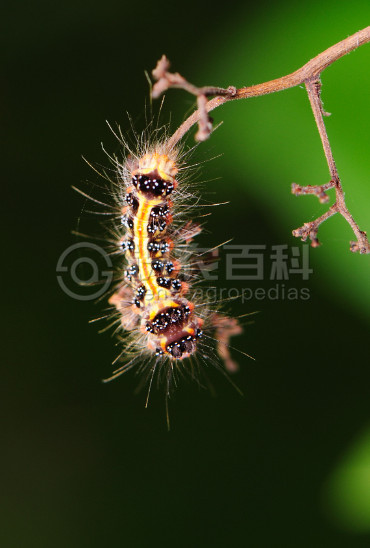 柑橘黄叶症状示例5