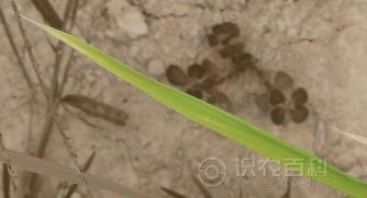 柑橘黄叶症状示例0