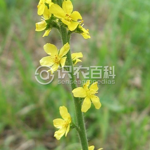 柑橘黄叶症状示例1
