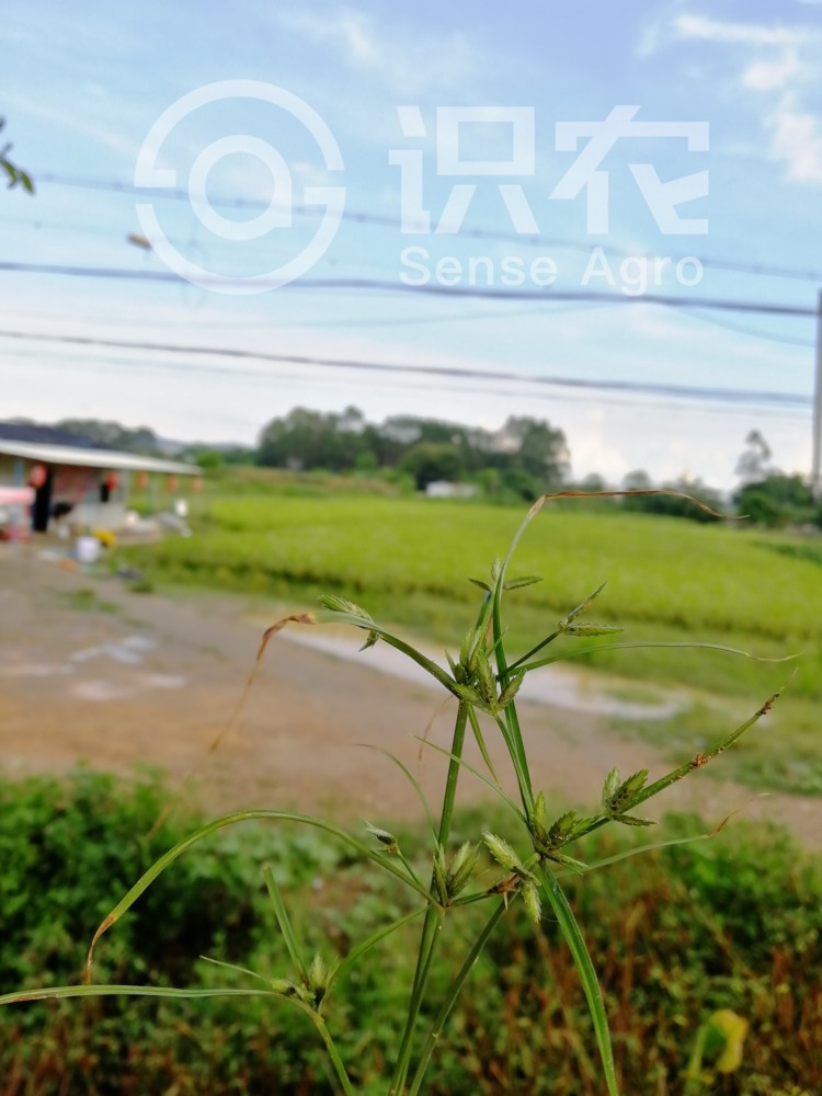 柑橘黄叶症状示例1