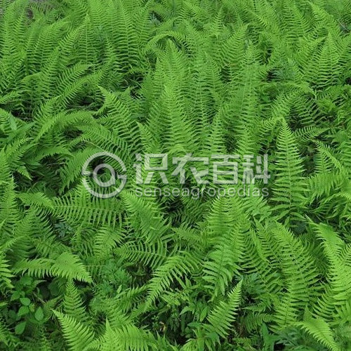柑橘黄叶症状示例1