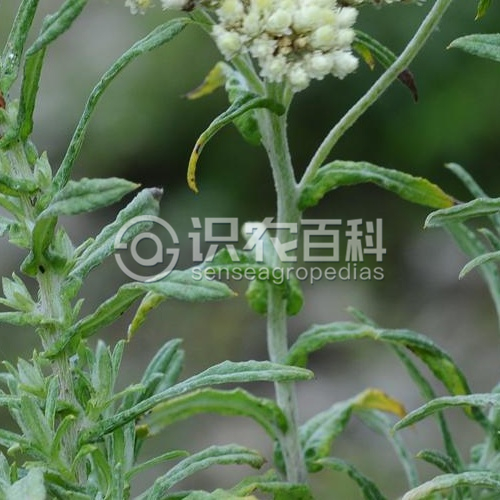 柑橘黄叶症状示例2