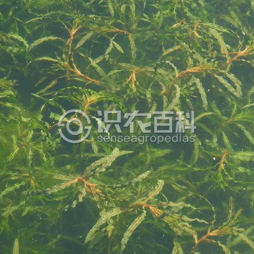 柑橘黄叶症状示例2