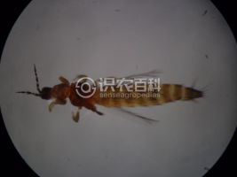 柑橘黄叶症状示例0