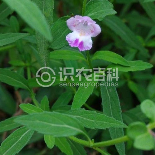 柑橘黄叶症状示例1