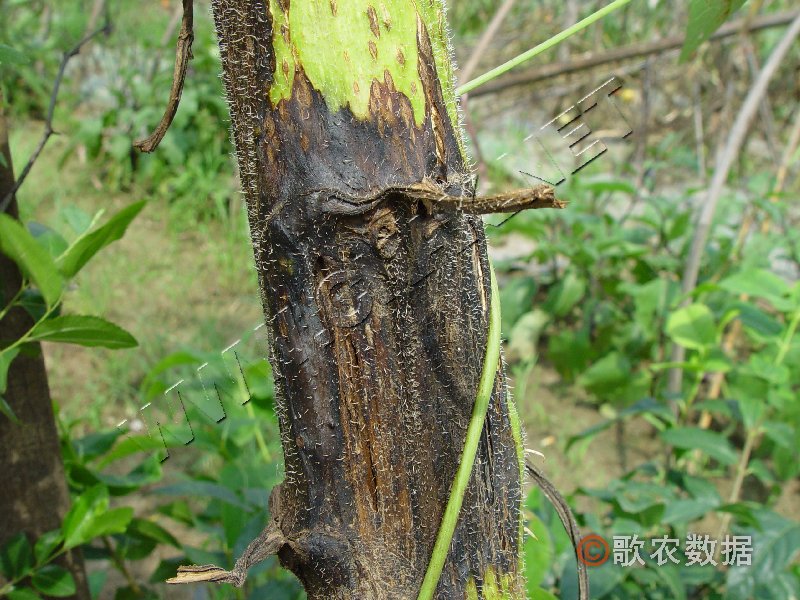 柑橘黄叶症状示例1