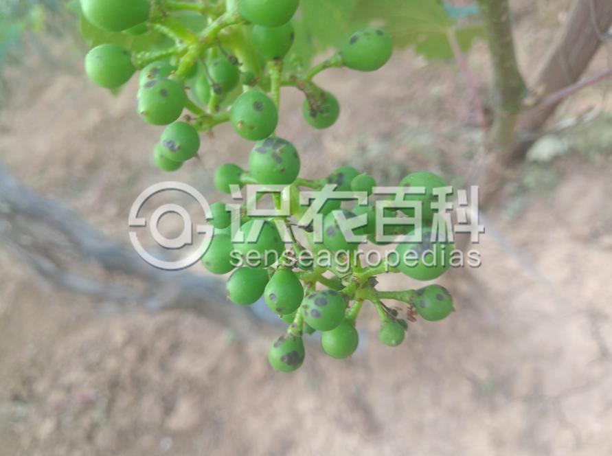 柑橘黄叶症状示例4