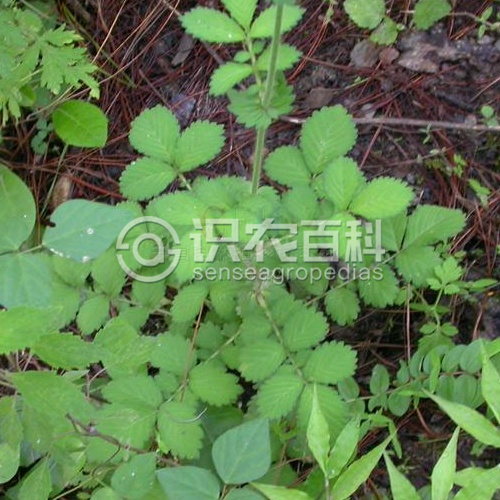 柑橘黄叶症状示例2