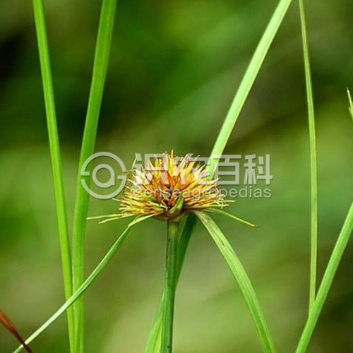 柑橘黄叶症状示例1