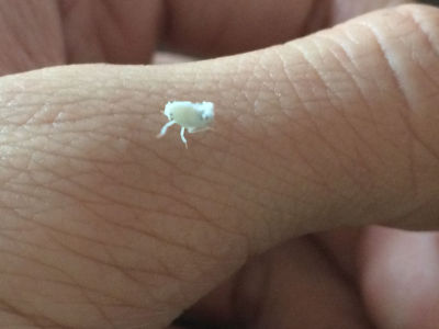 广翅蜡蝉