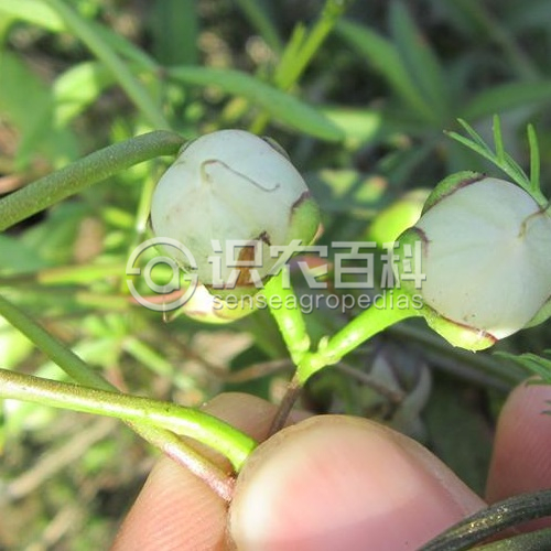 柑橘黄叶症状示例3