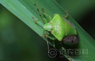 柑橘黄叶症状示例0