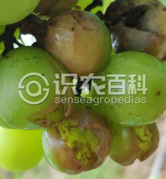 柑橘黄叶症状示例3