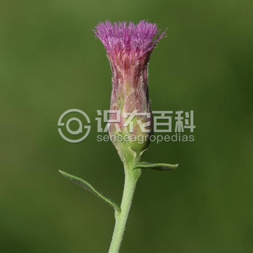 柑橘黄叶症状示例5