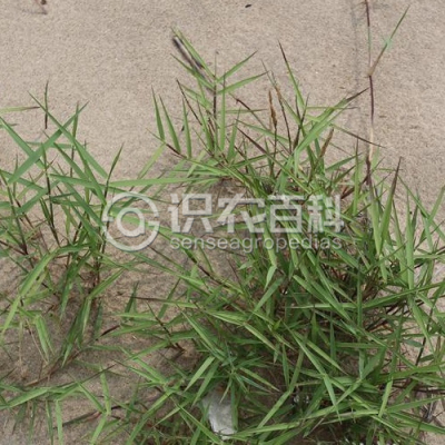沟叶结缕草