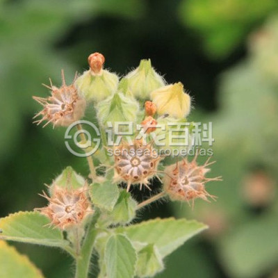 心叶黄花稔