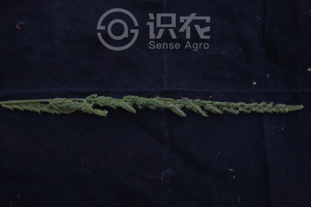 柑橘黄叶症状示例3