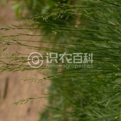 苇状羊茅