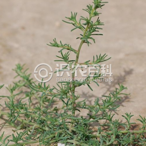 柑橘黄叶症状示例2