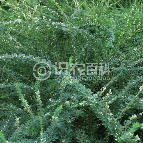 柑橘黄叶症状示例2